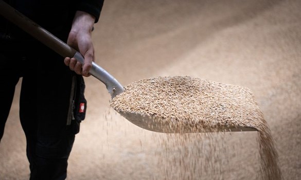 Someone shovelling grain in a grain store.